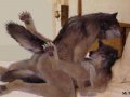 [Furry] [Yiff] Two Wolf Morphs Having Sex.jpg